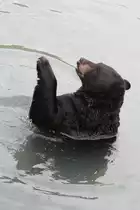 Bettelnder Schwarzb�r am 3.10.2010 im Marineland in Niagara Falls,ON.