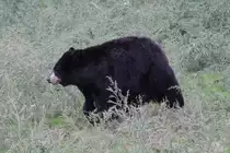 Schwarzb�r (Ursus americanus) am 3.10.2010 im Marineland in Niagara Falls,ON.