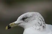 Ringschnabelm�we (Larus delawarensis) am 3.10.2010 im Marineland in Niagara Falls,ON.