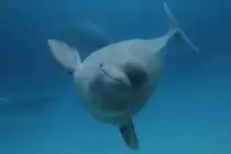 Tauchender Wei�wal (Delphinapterus leucas) am 3.10.2010 im Marineland in Niagara Falls,ON.