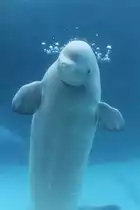 Tauchender Wei�wal (Delphinapterus leucas) am 3.10.2010 im Marineland in Niagara Falls,ON.