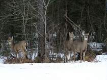 Ein paar Deers (Weisswedelhirsche - Odocoileus virginianus borealis) in den weiten W�ldern Minnessotas.Anfang April 2006 n�he Lake Superior.