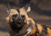 Afrikanischer Wildhund