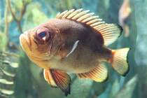 Glotzaugenbarsch (Pristigenys serrula) am 26.6.2010 im Leipziger Zoo.