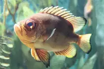 Glotzaugenbarsch (Pristigenys serrula) am 26.6.2010 im Leipziger Zoo.