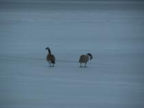 Zwei Kanadische Graug�nse (Branta canadensis) im April 2006 auf dem Fishhook Lake in Park Rapids (Minnessota).