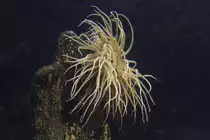 Wachsrose (Anemonia sulcata) am 26.6.2010 im Leipziger Zoo.