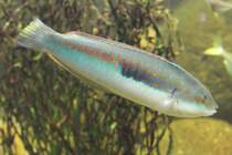 Meerjunker (Coris julis) am 26.6.2010 im Leipziger Zoo.

