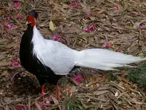 Silberfasan, Lophura nycthemera (25.04.2010)