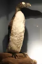 Riesnealk (Alca impennis) am 10.3.2010 im Privaten Museum Berlin.

