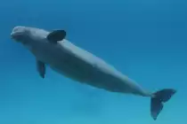 Tauchender Wei�wal (Delphinapterus leucas) am 3.10.2010 im Marineland in Niagara Falls,ON.