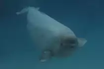 Neugieriger Wei�wal (Delphinapterus leucas) am 3.10.2010 im Marineland in Niagara Falls,ON.