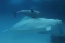 Wei�walkuh mit Jungtier (Delphinapterus leucas) am 3.10.2010 im Marineland in Niagara Falls,ON.