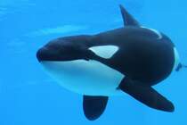 Groer Schwertwal (Orcinus orca) am 3.10.2010 im Marineland in Niagara Falls,ON.