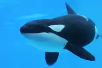 Gro�er Schwertwal (Orcinus orca) am 3.10.2010 im Marineland in Niagara Falls,ON.