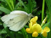 Kohlweissling saugt sich Nektar aus einer Bl�te;090716