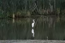 Silberreiher (Ardea alba) am 6.10.2010 in Burlington,ON.