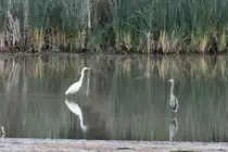 Begegnung zwischen einem Silberreiher (Ardea alba) und einem Kanadareiher (Ardea herodias) am 6.10.2010 in Burlington,ON.