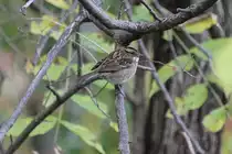 Wei�kehlammer (Zonotrichia albicollis) am 6.10.2010 in Burlington,ON.