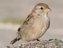 Hey; hast mal ein Br�sel f�r mich!090828