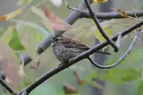 Wei�kehlammer (Zonotrichia albicollis) am 6.10.2010 in Burlington,Ont.