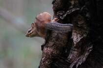Streifen-Backenhrnchen (Tamias striatus) am 6.10.2010 in Burlington,ON.