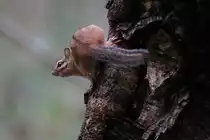 Streifen-Backenh�rnchen (Tamias striatus) am 6.10.2010 in Burlington,ON.