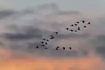 Ein Schwarm Knanag�nse auf dem Weg nach S�den. 6.10.2010 in Burlington,ON.