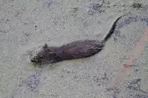 Bisamratte (Ondatra zibethicus) am 6.10.2010 in Burlington,ON.