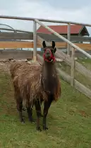 Zum Fotoshooting hat sich dieses
Lama auf Gut Aiderbichl aufgestellt.
(Henndorf, 20.03.2011)
