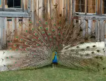 Stolz zeigt diese Pfau auf Gut Aiderbichl
sein Rad.
(Henndorf, 20.03.2011)