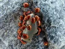 Marienk�ferkolonie bestehend aus28Stk. an einem Stein am Strand in Cuxhaven;090831