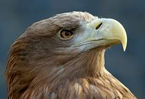 Seeadler