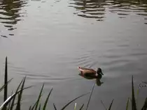 Enten im Deutsch-Franz�sichen-Garten in Saarbr�cken.