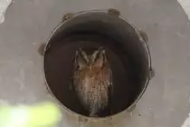 Westkreischeule	(Megascops kennicotti) am 26.4.2010 im Vogelpark Karlsdorf-Neuthard.