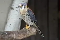 M�nnlicher Buntfalke (Falco sparverius) am 26.4.2010 im Vogelpark Karlsdorf-Neuthard.