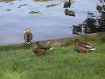 Enten im Deutsch-Franz�sichen-Garten in Saarbr�cken.