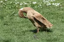 Orpingtonente am 26.4.2010 im Vogelpark Karlsdorf-Neuthard.