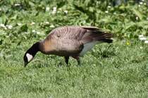 Dunkle Kanadagans (Branta canadensis occidentalis) am 26.4.2010 im Vogelpark Karlsdorf-Neuthard.