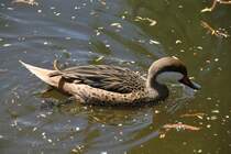 Bahamaente (Anas bahamensis) am 26.4.2010 im Vogelpark Stutensee-Friedrichstal.