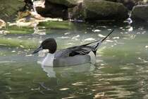 Spieente (Anas acuta) am 26.4.2010 im Vogelpark Stutensee-Friedrichstal.