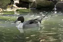 Spie�ente (Anas acuta) am 26.4.2010 im Vogelpark Stutensee-Friedrichstal.