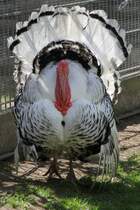 Crllwitzer Pute am 26.4.2010 im Vogelpark Stutensee-Friedrichstal.