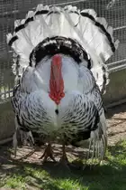 Cr�llwitzer Pute am 26.4.2010 im Vogelpark Stutensee-Friedrichstal.