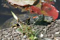 Rotwangen-Schmuckschildkrte (Trachemys scripta elegans) am 26.4.2010 im Vogelpark Stutensee-Friedrichstal.