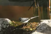 M�nnliche Gebirgsstelze (Motacilla cinerea) am 26.4.2010 im Vogelpark Stutensee-Friedrichstal.