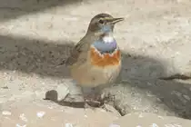 Wei�sterniges Blaukehlchen (Luscinia svecica cyanecula) am 26.4.2010 im Vogelpark Stutensee-Friedrichstal.