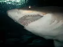 Die Z�hne eines Riffhais. Shanghai Zoo Juni 2006.