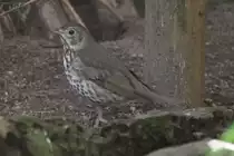 Misteldrossel (Turdus viscivorus) am 26.4.2010 im Vogelpark Stutensee-Friedrichstal.
