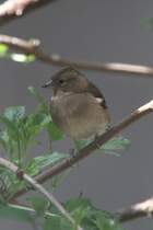 Buchfink-Weibchen (Fringilla coelebs) am 26.4.2010 im Vogelpark Stutensee-Friedrichstal.
